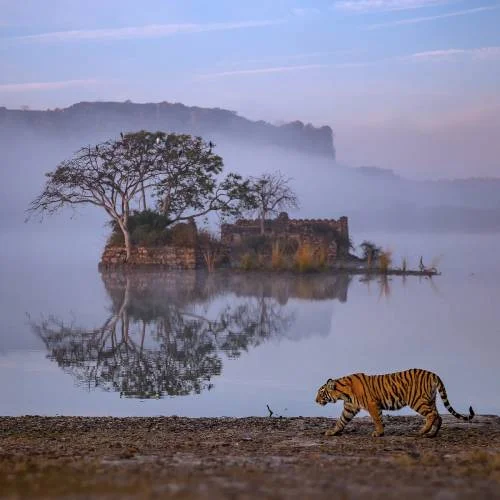 Ranthambore Tour