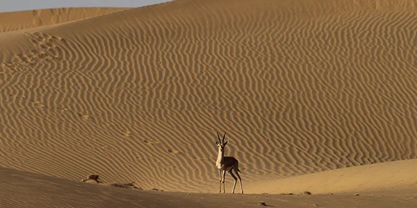 DESERT NATIONAL PARK DESERT NATIONAL PARK