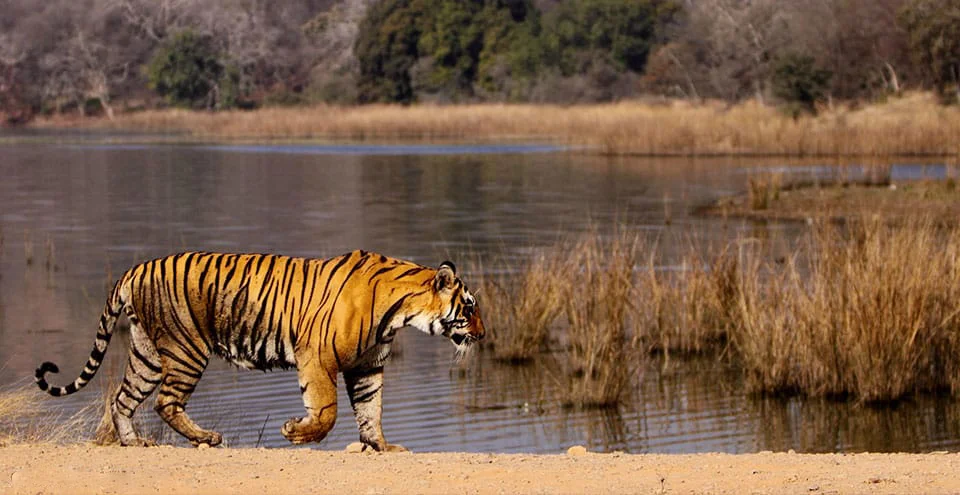 RANTHAMBORE